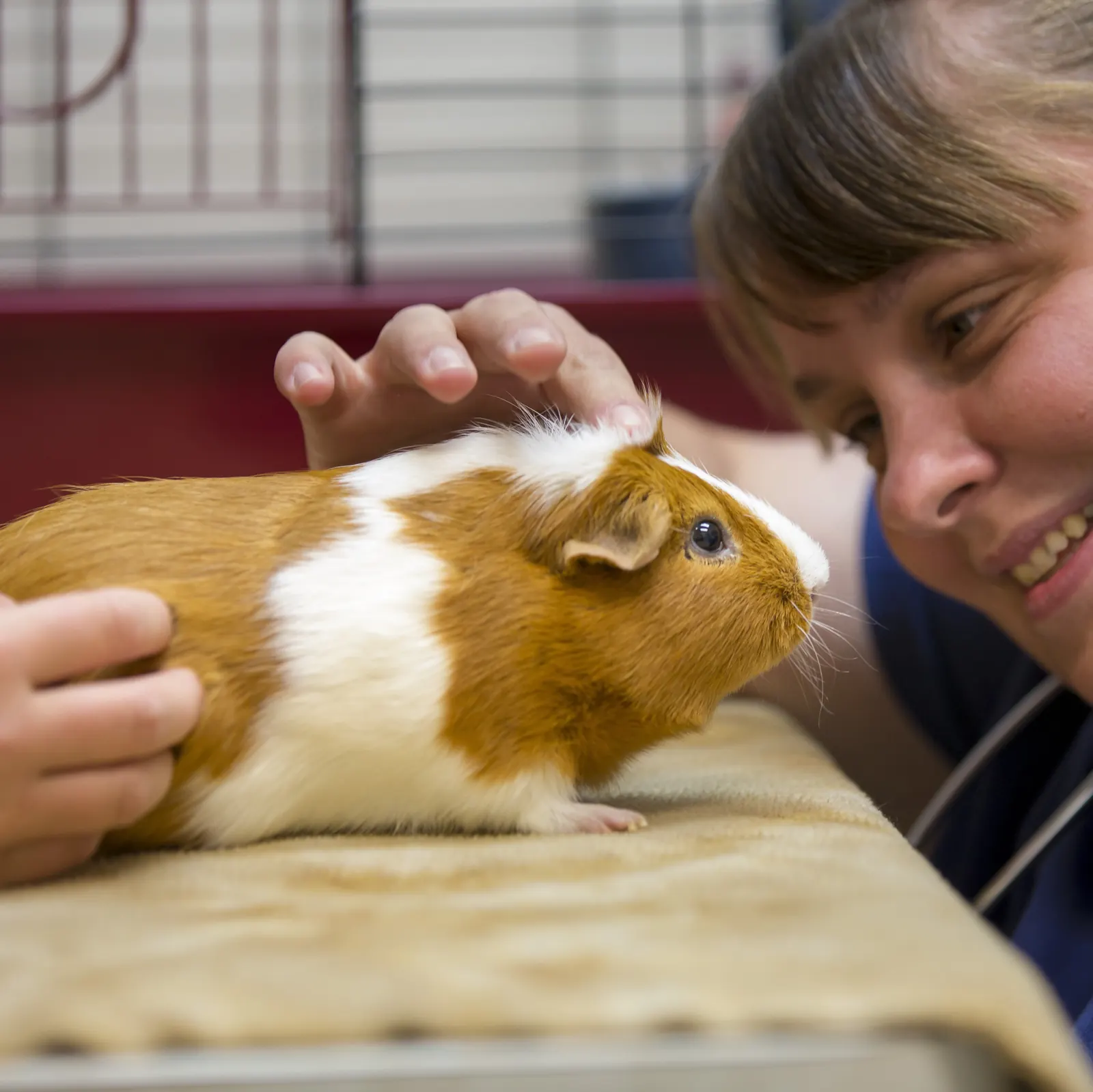 A Countrycare veterinarian smiles down at a guinea pig as she strokes it on the exam table