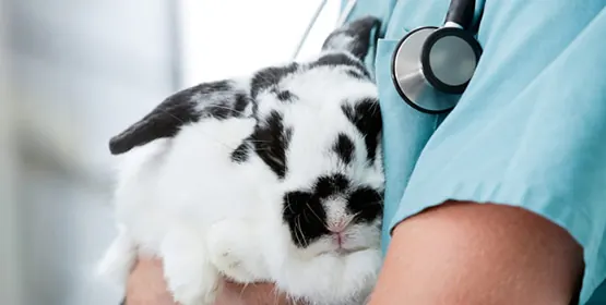 A black-and-white rabbit is held against a veterinarian’s scrubs, a stethoscope beside it