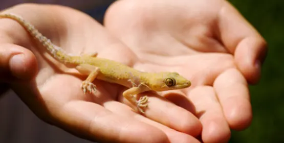 A small tan gecko rests in a pair of cupped hands