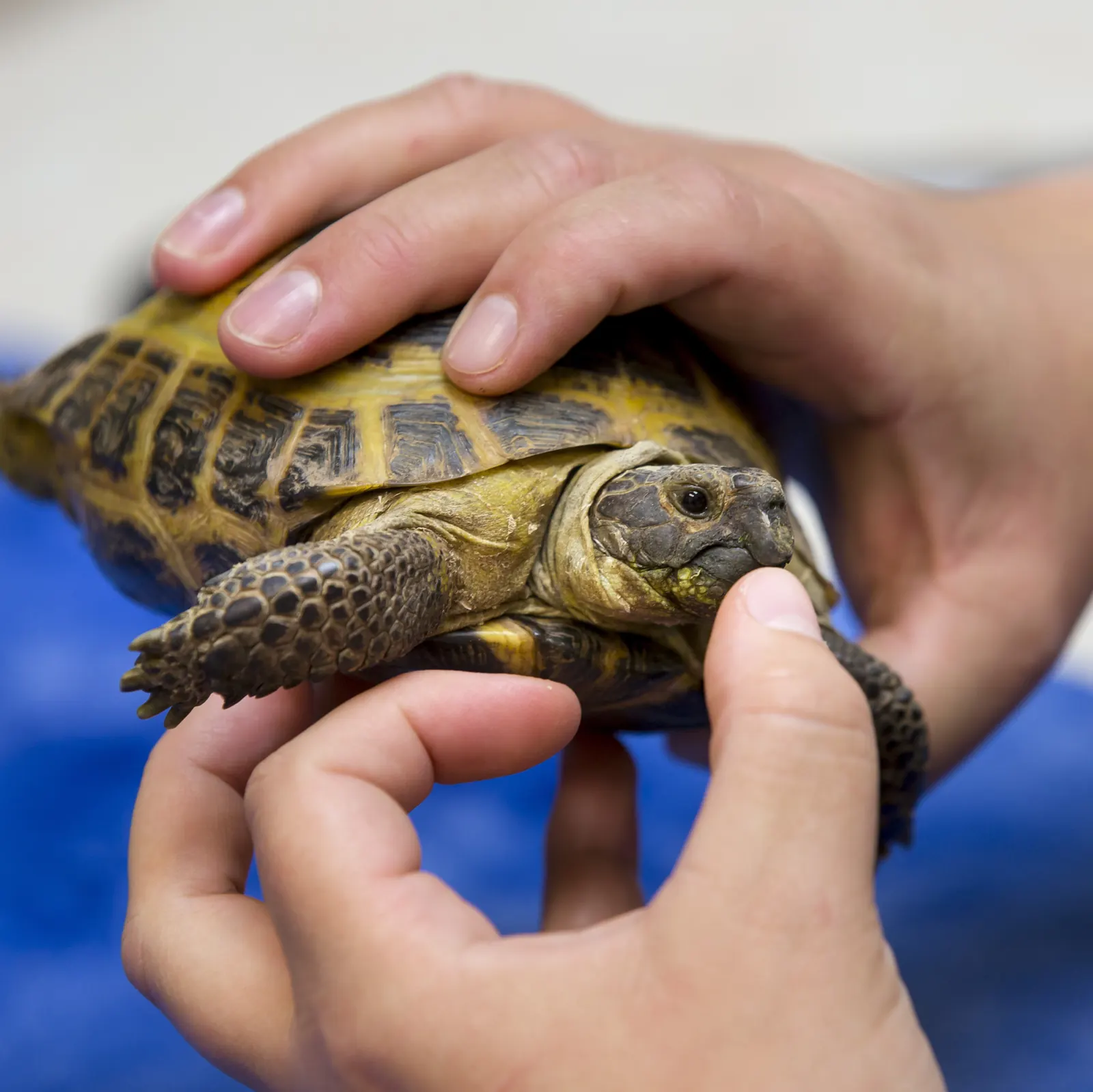 Hands gently examine a tortoise on the exam table