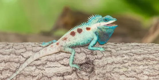 A blue-headed lizard with red spots rests on a branch
