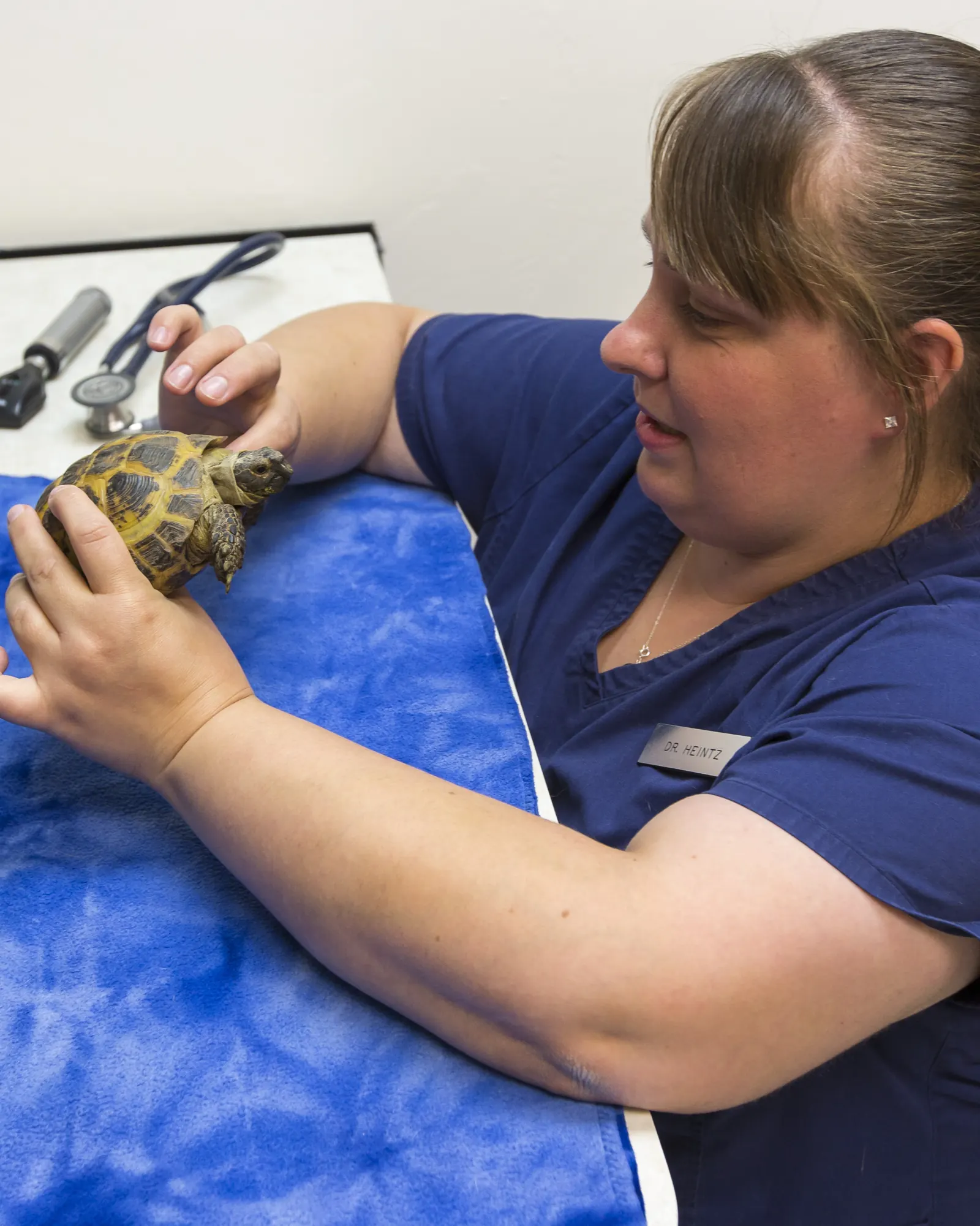 Dr. Aili Heintz, her name badge on her scrubs, examines a tortoise on the exam table