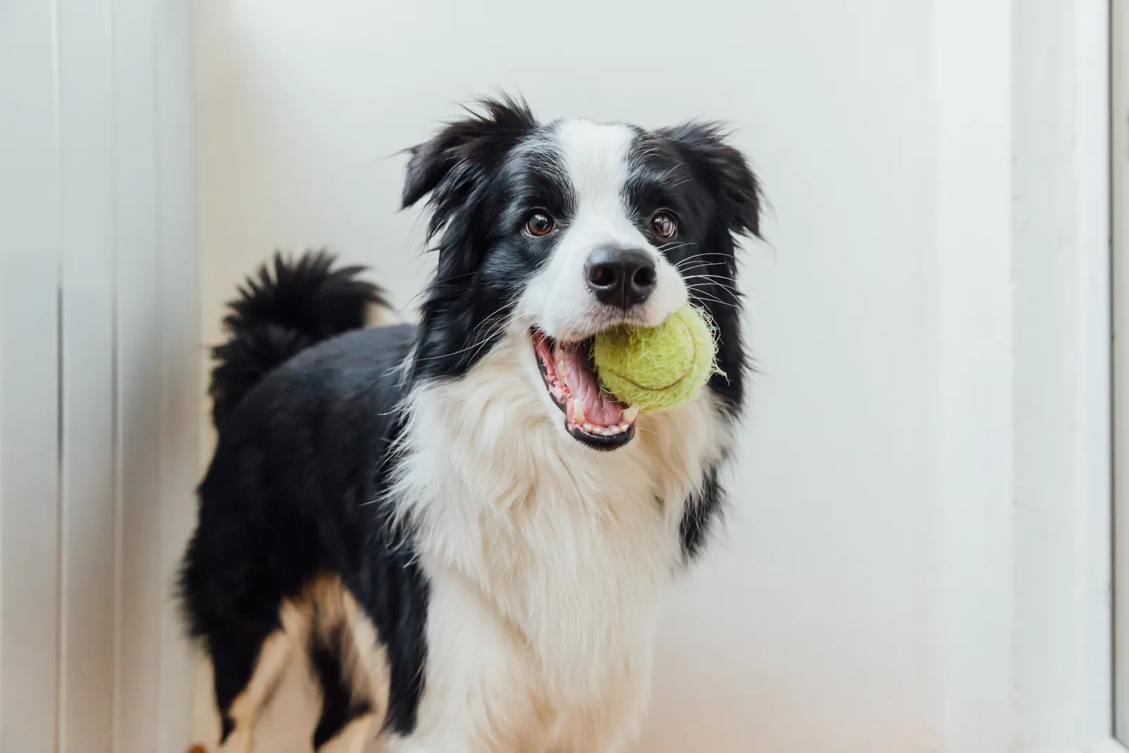 A border collie holding a tennis ball in its mouth