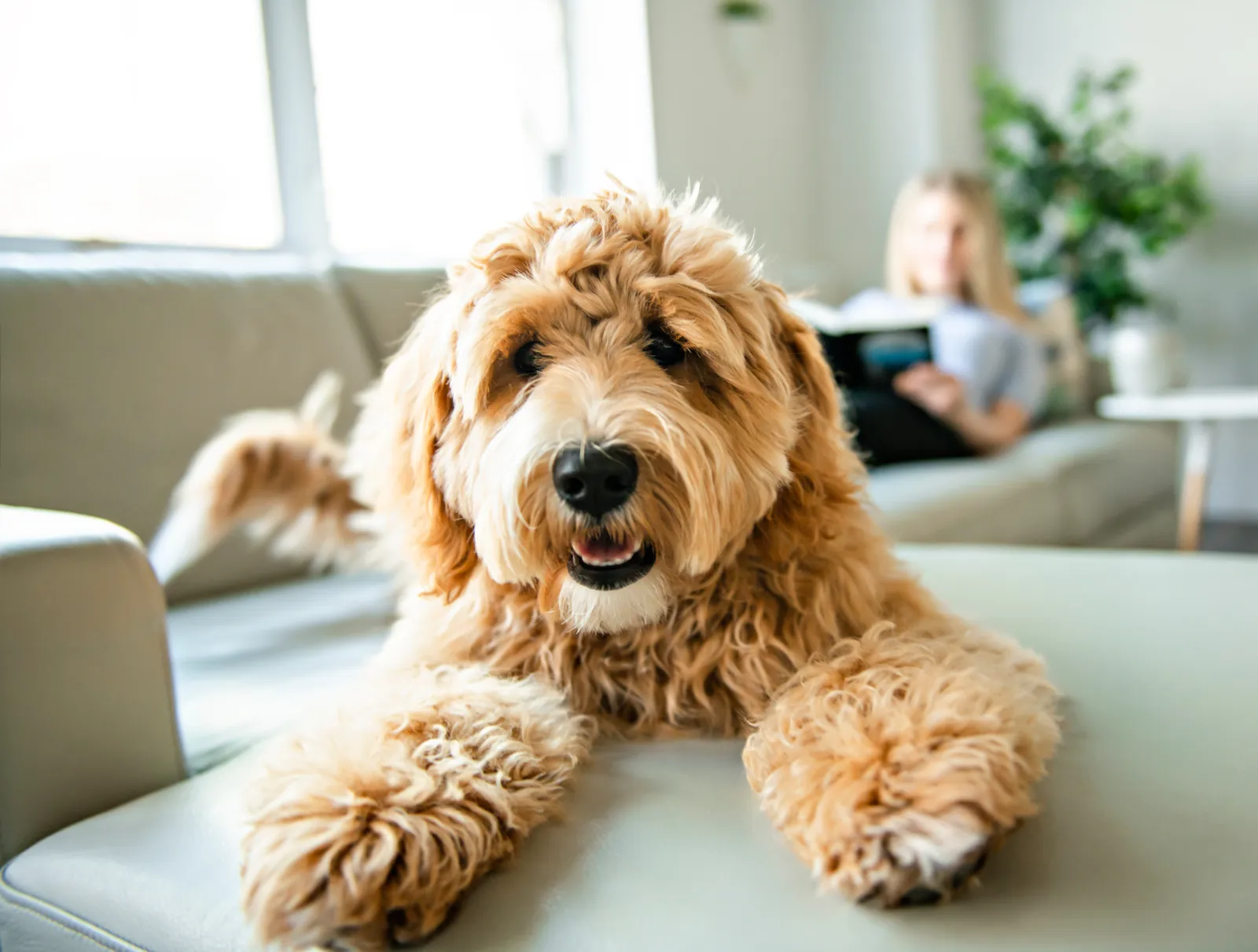 A labradoodle stretched out on the couch while its owner reads nearby