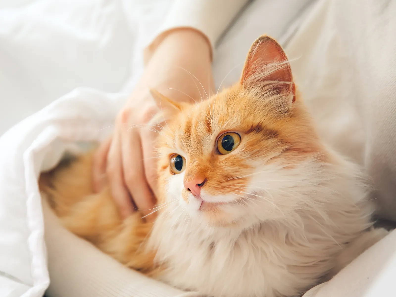 An orange long-haired cat cuddled in its owner’s arms