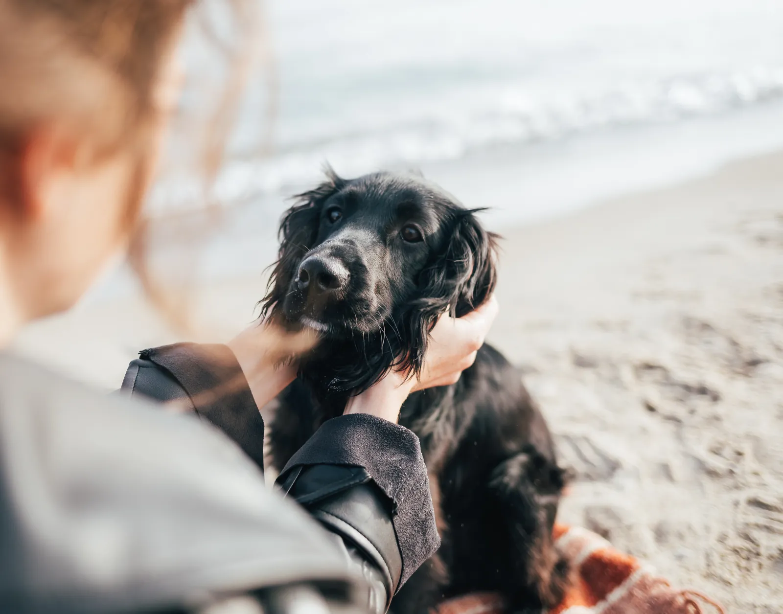 A black spaniel gazing up as its owner cradles its face on the beach