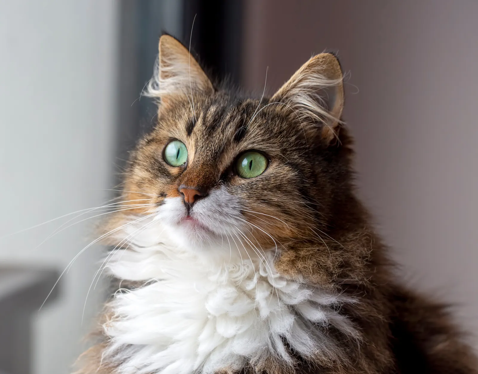A long-haired tabby cat with green eyes looking out a window