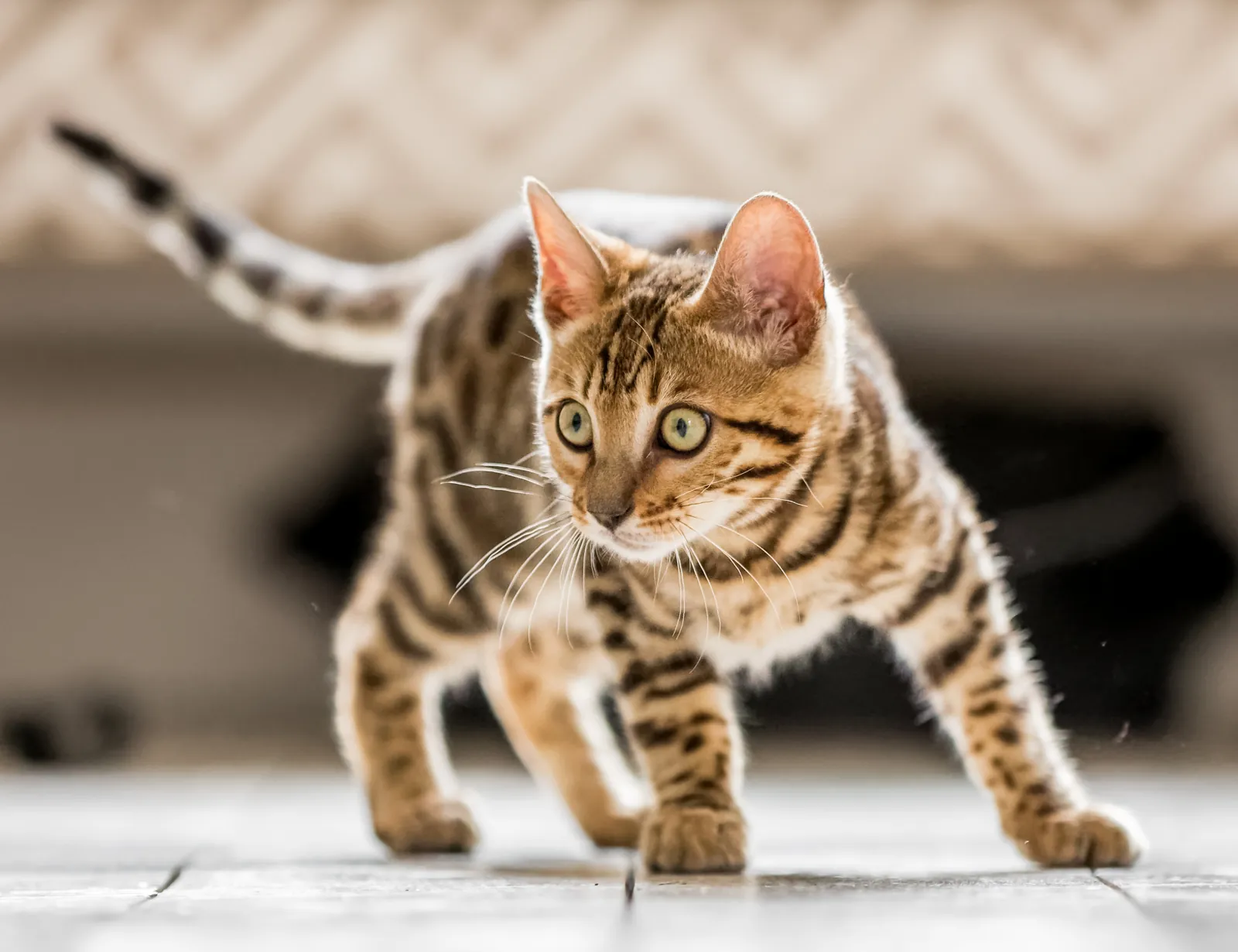 A Bengal kitten creeping across the floor