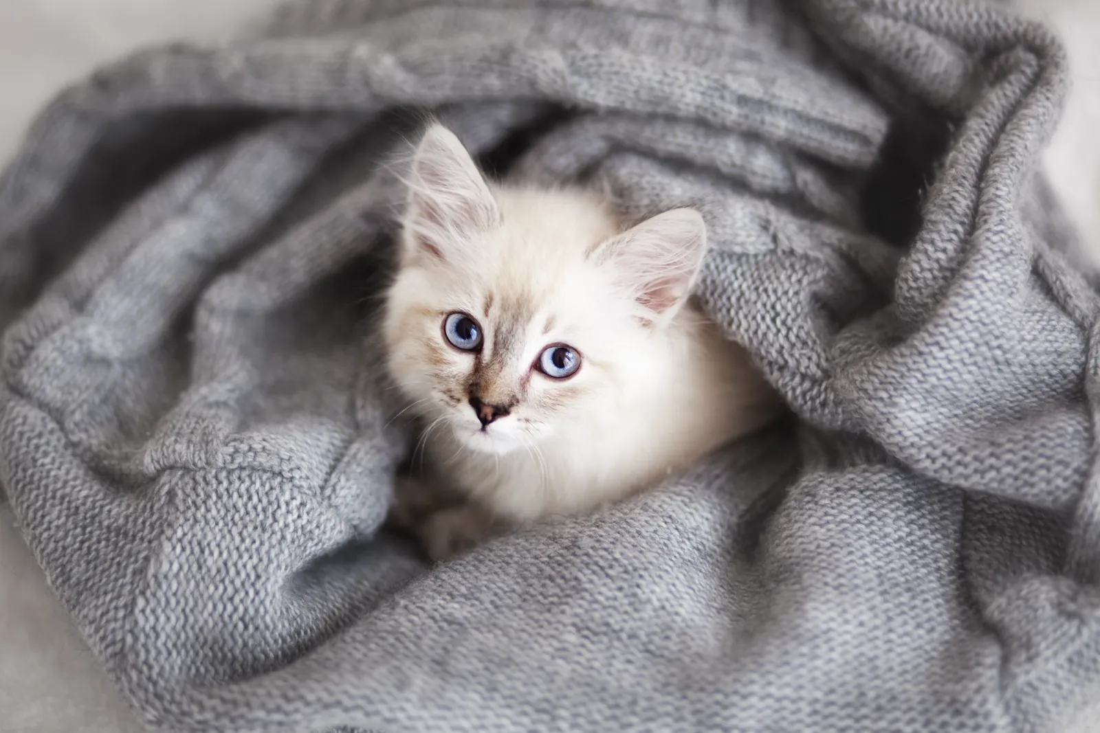 A blue-eyed white kitten peeking out of a gray knit blanket