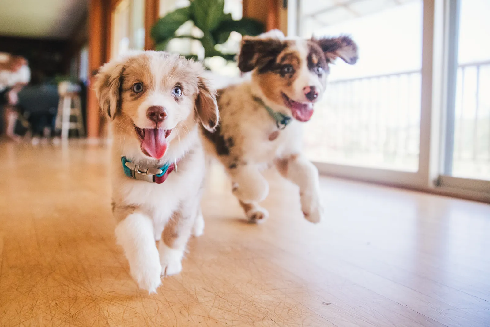 Two Australian shepherd puppies running across a wood floor