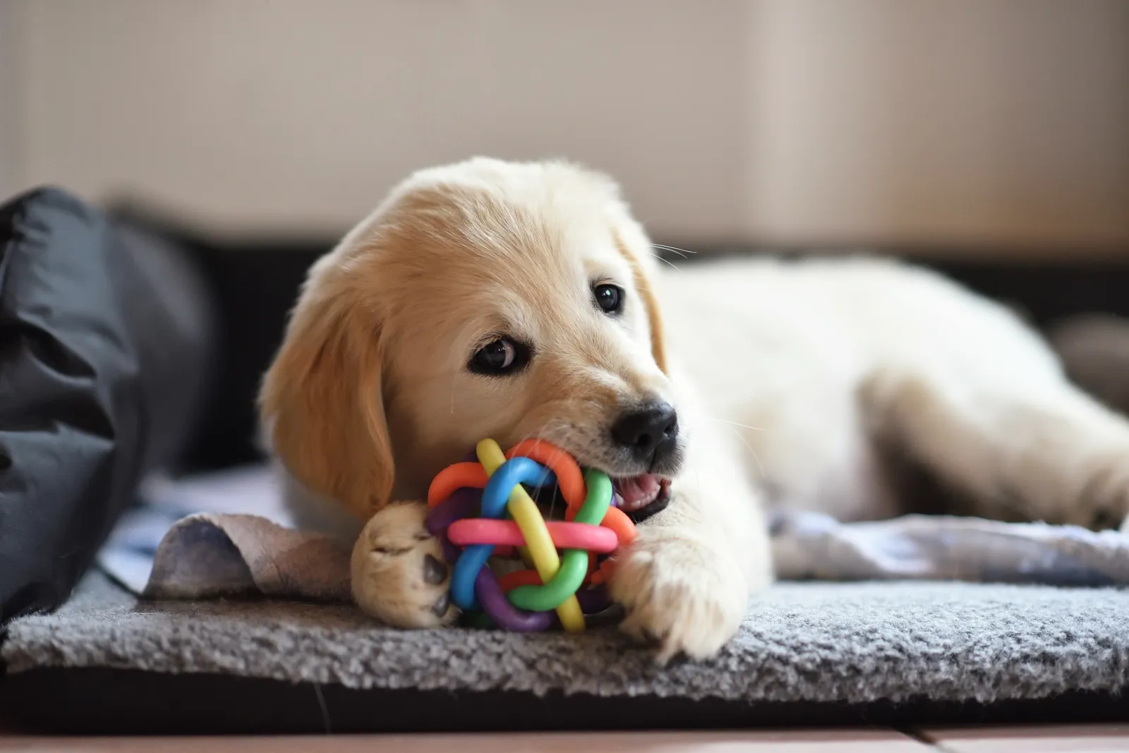 A golden retriever puppy chewing a rope toy on a dog bed