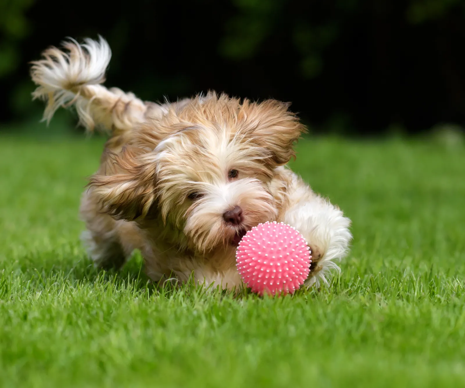 A Havanese puppy chasing a pink ball across the grass