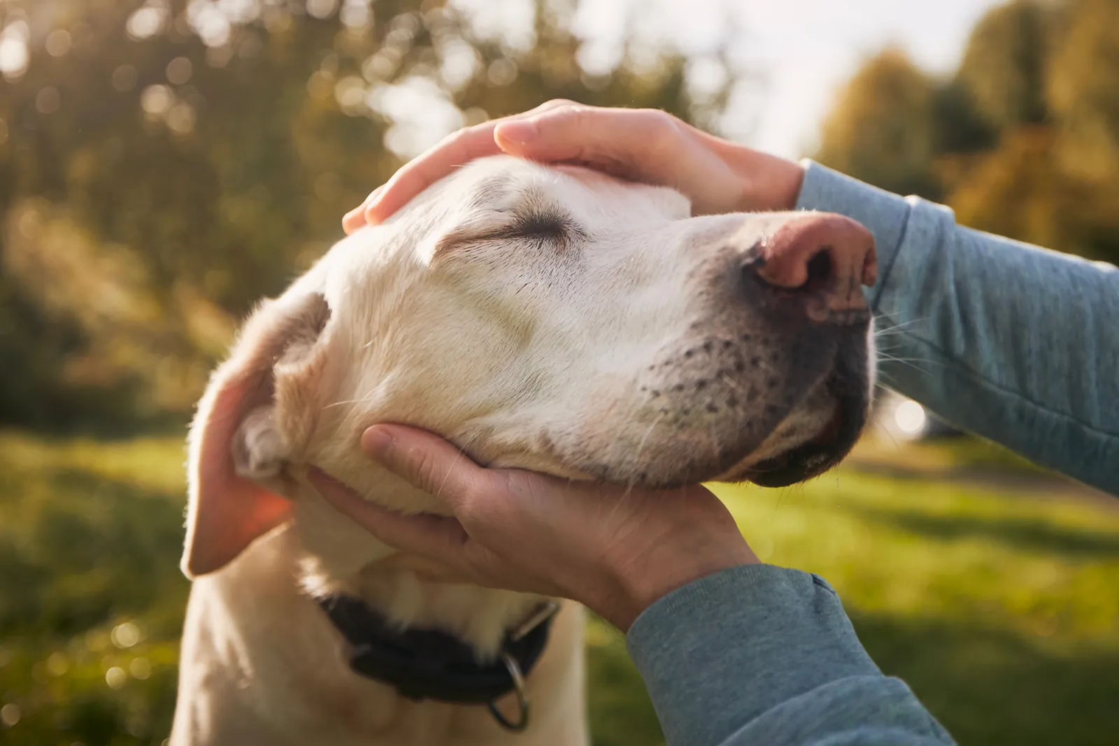 A man gently holds his old Labrador’s head in both hands