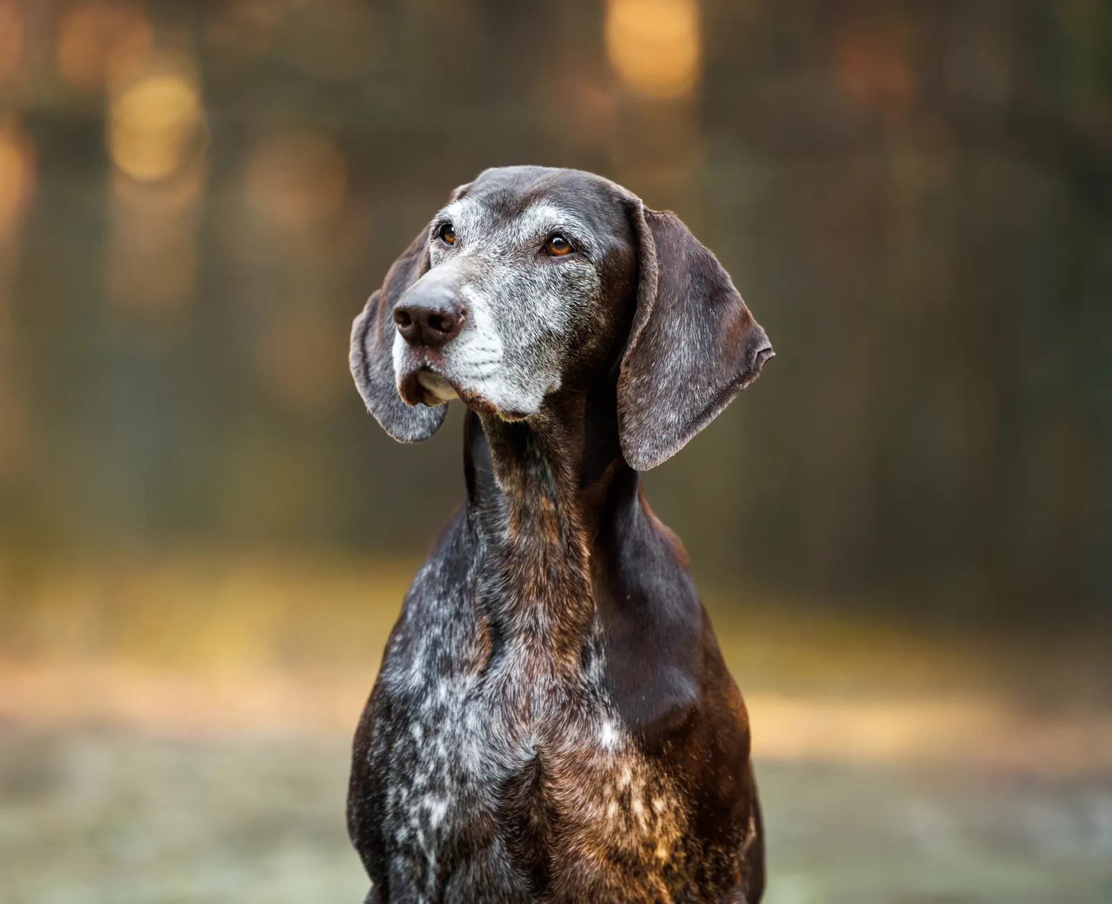 A gray-muzzled German shorthaired pointer in autumn light