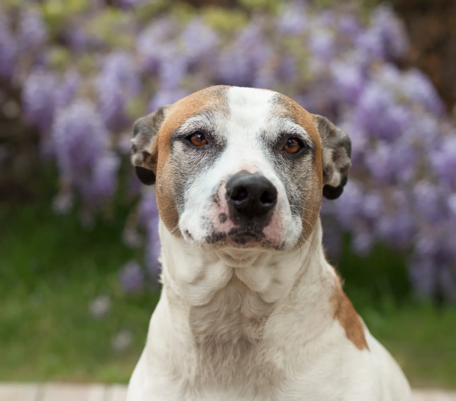 A senior Staffordshire terrier with a graying face by wisteria