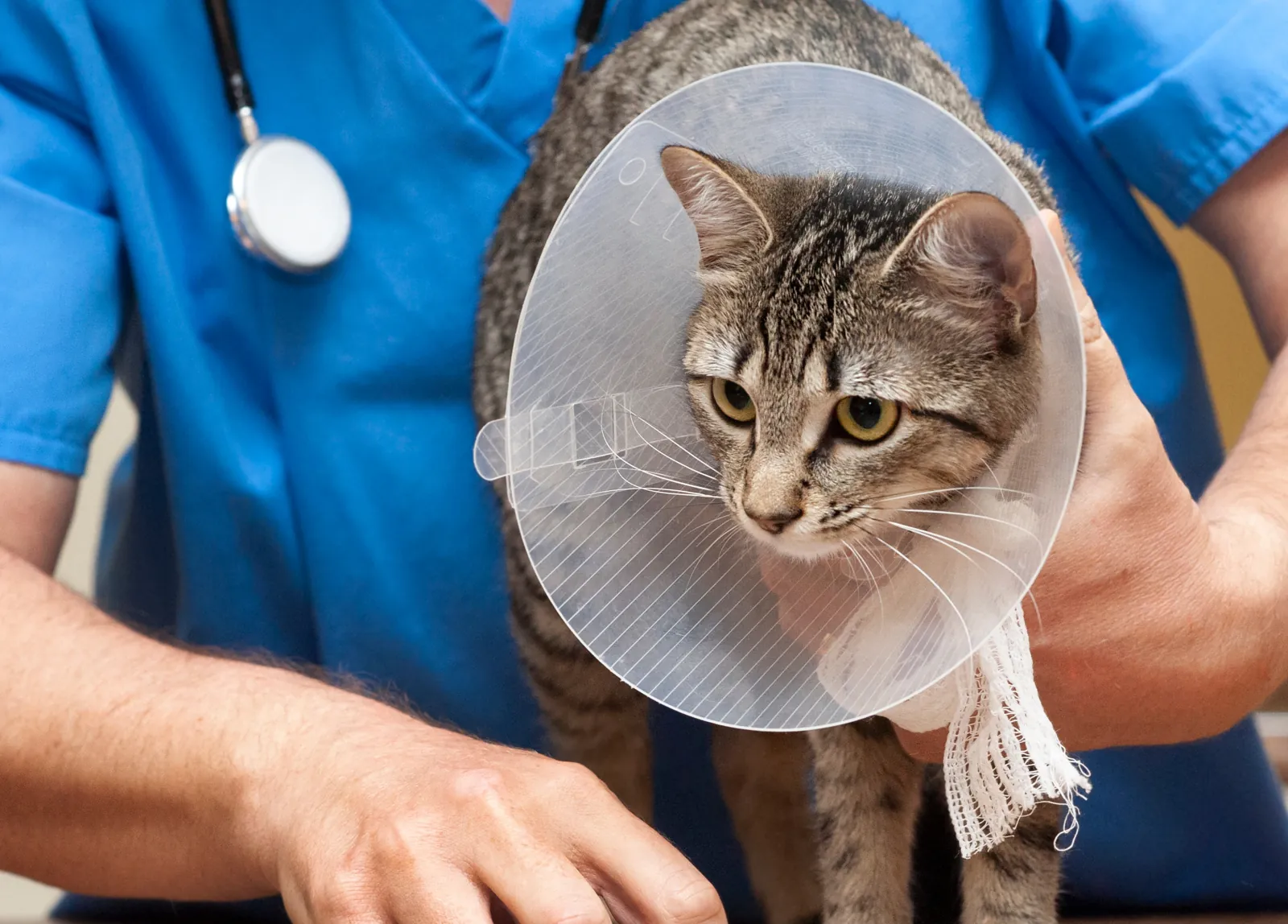 A tabby cat in a recovery cone stands on the exam table