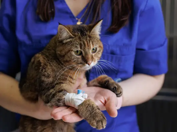 A technician holds a tabby cat with a bandaged IV line on its leg