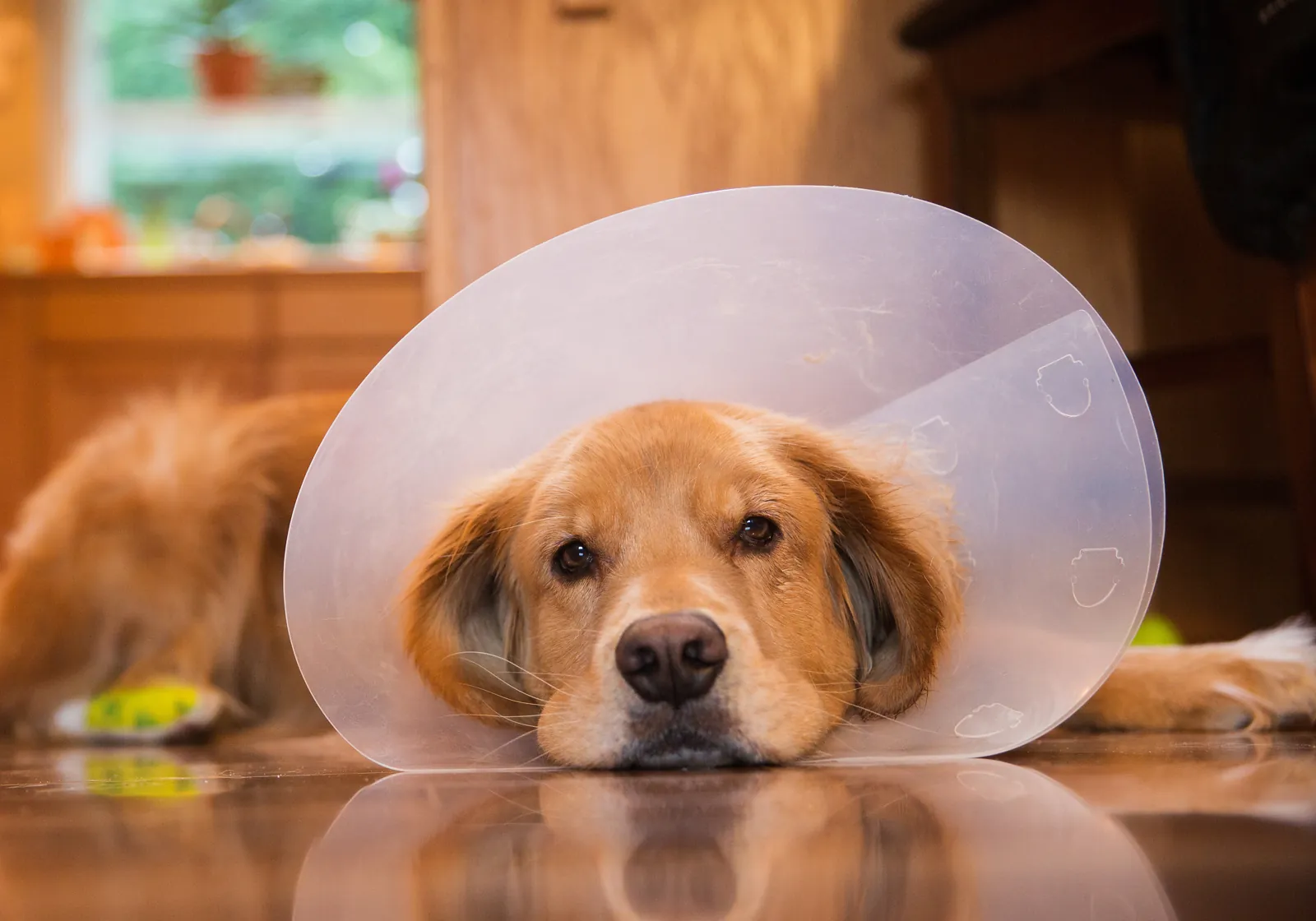 A golden retriever rests its head on the floor in a recovery cone