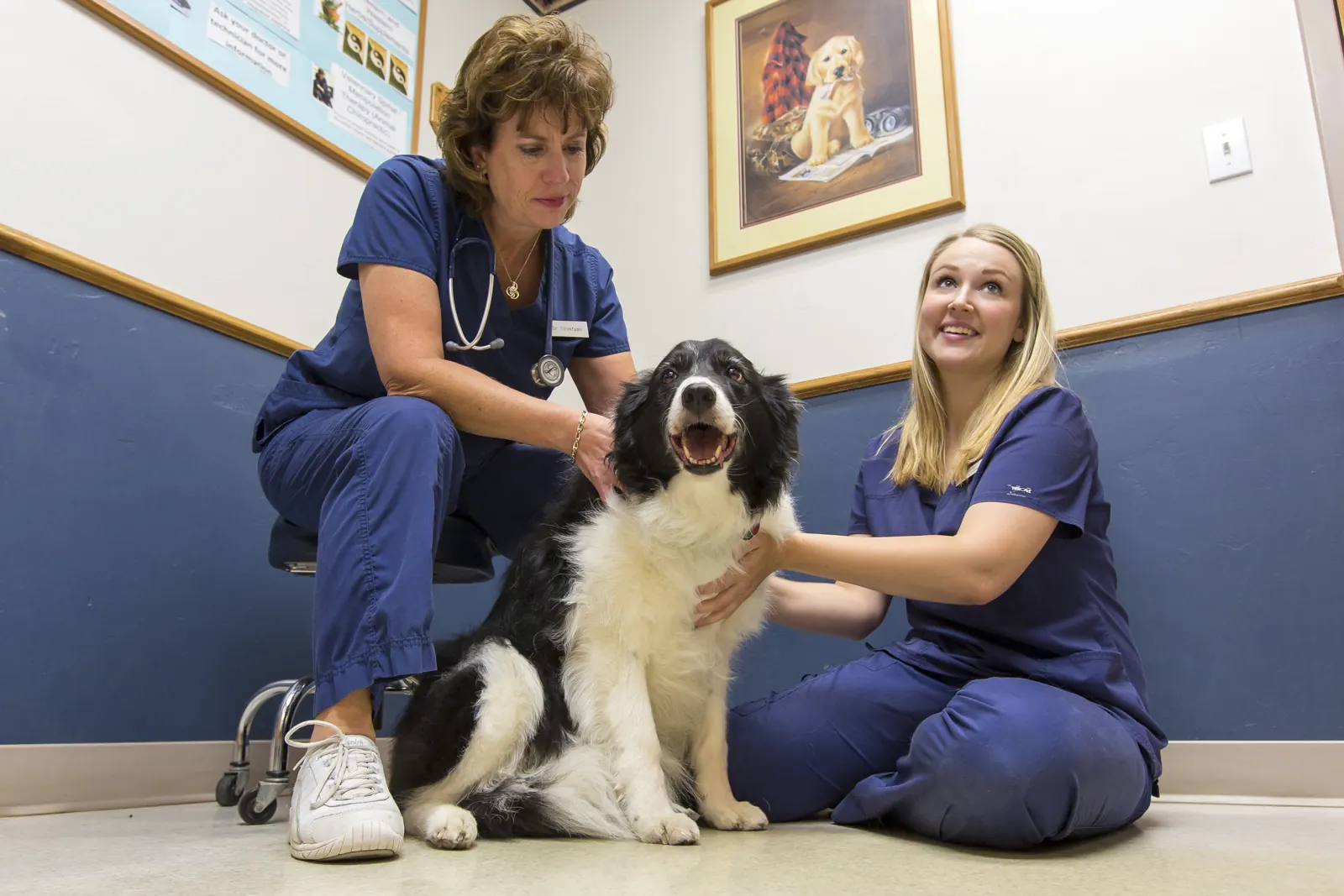 Two Countrycare team members sit on the floor with a black-and-white border collie