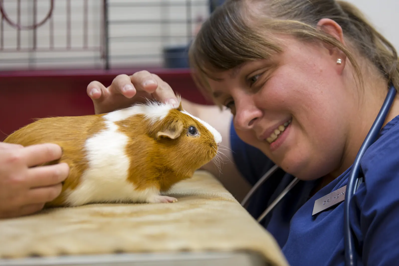 Dr. Aili Heintz smiles down at a guinea pig on the exam table