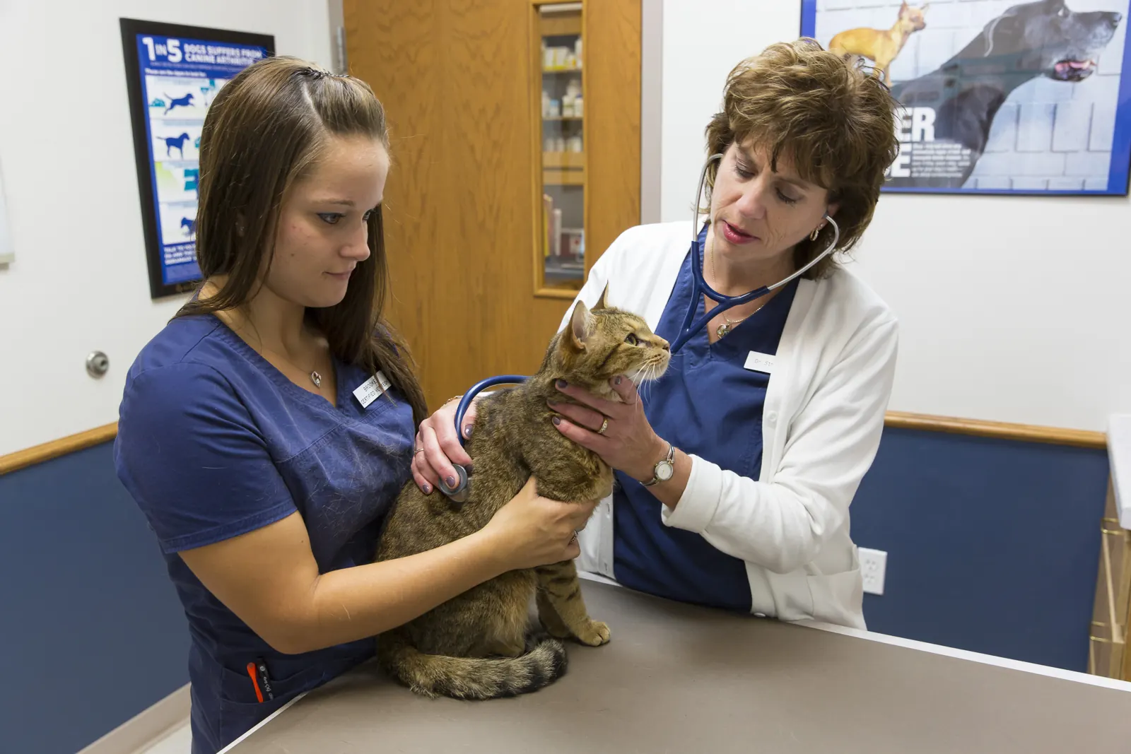 A Countrycare veterinarian listens to a tabby cat’s heart while a technician holds her