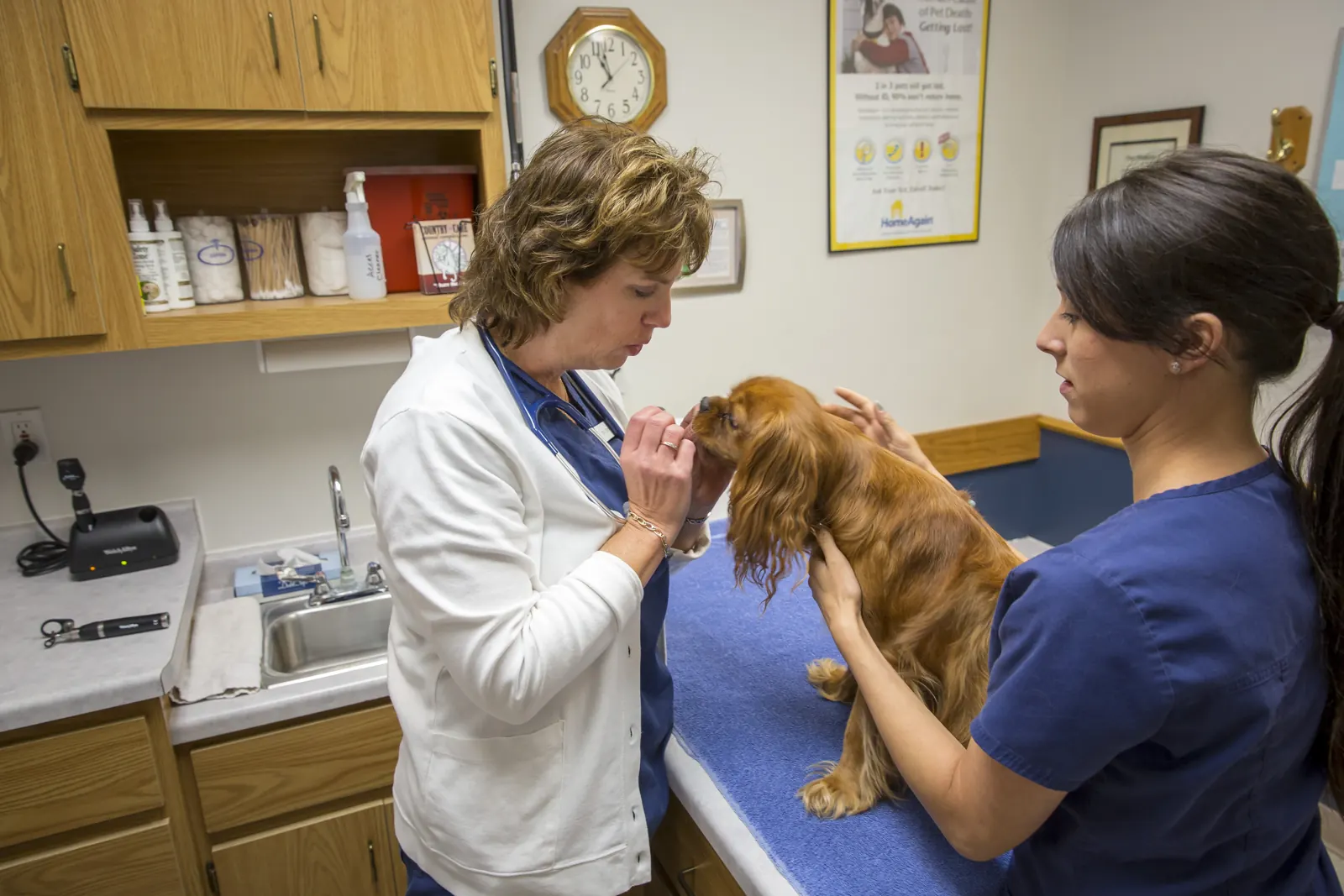 A Countrycare veterinarian and technician with a spaniel on the exam table