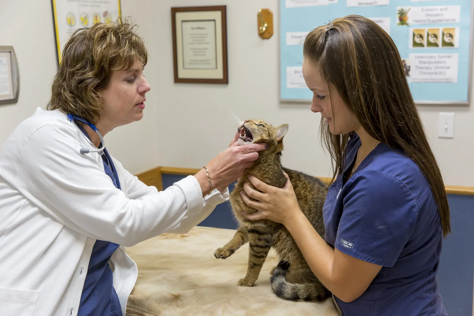 Dr. Karen Strickfaden looks into a tabby cat’s mouth while a technician holds her