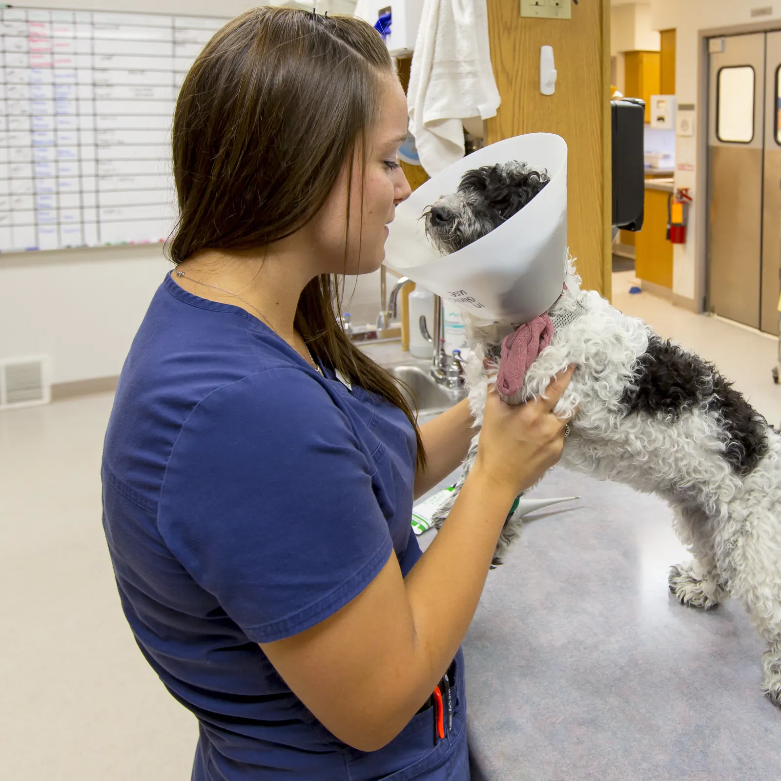 A Countrycare technician steadies a small black-and-white dog wearing a recovery cone