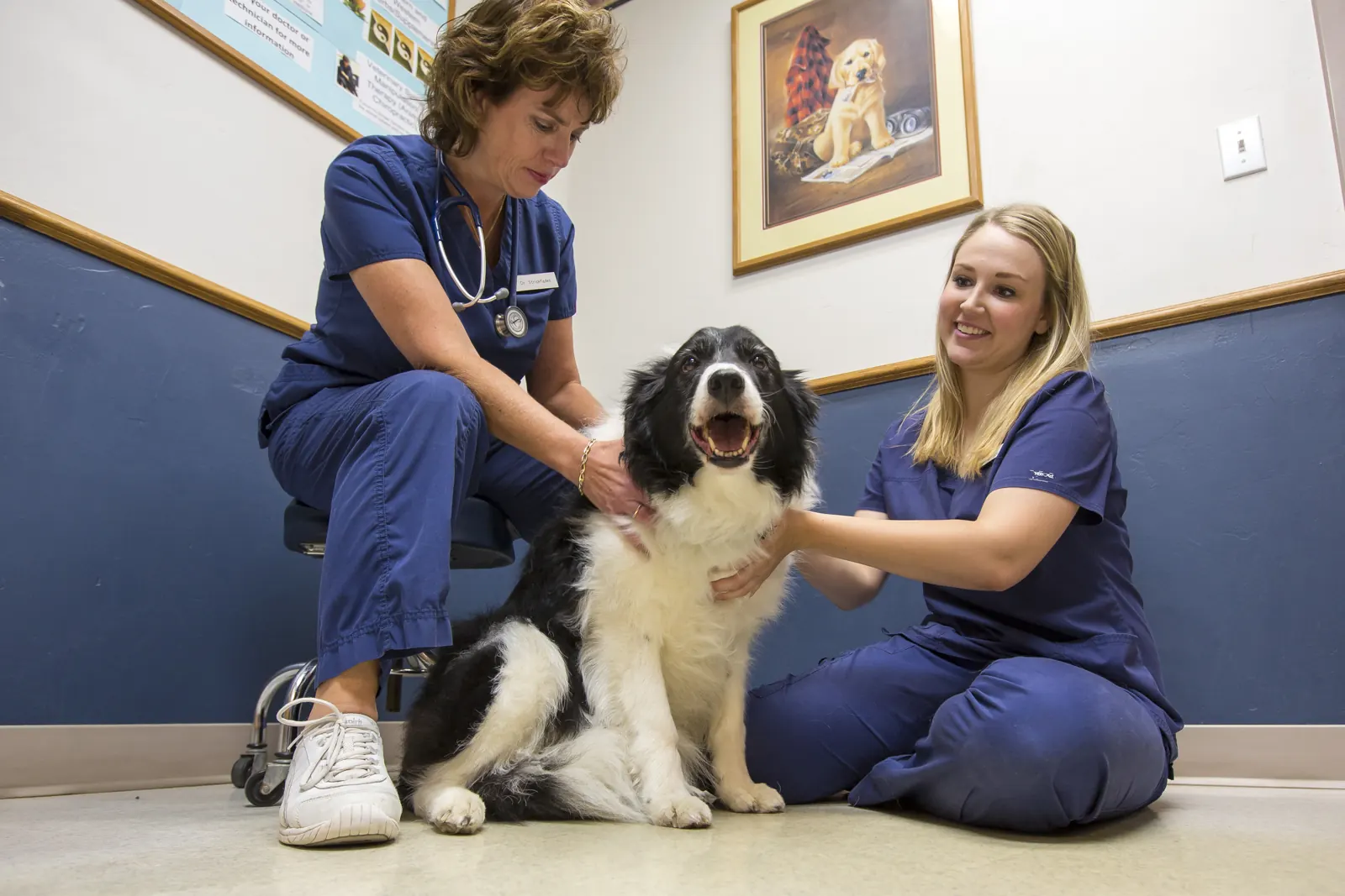 Dr. Karen Strickfaden and a Countrycare technician kneel on the exam room floor with a smiling border collie