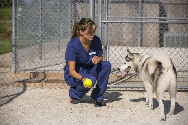 A Countrycare team member crouches with a tennis ball for a husky