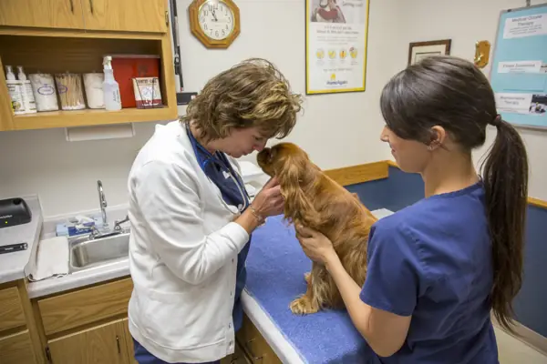 A Countrycare veterinarian in a white coat and a technician with a spaniel on the exam table