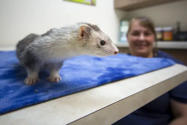 A ferret explores the exam table while a Countrycare team member looks on