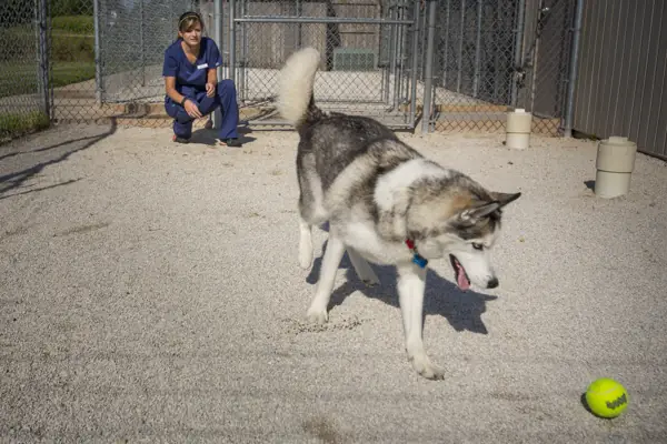 A husky in the outdoor run, a Countrycare team member crouched behind him