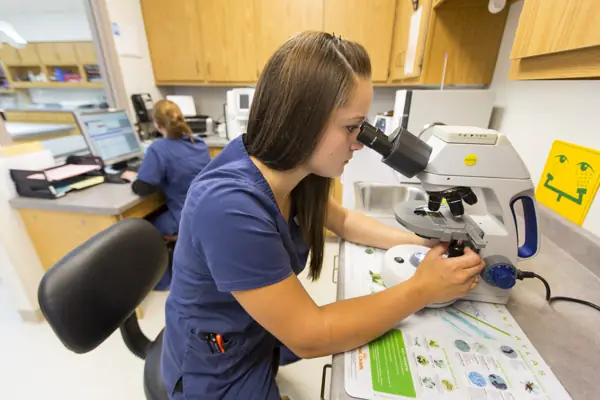 A Countrycare technician at the microscope in the in-house lab