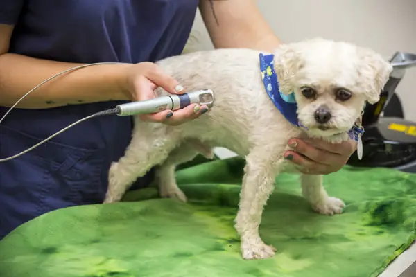 A therapy laser treatment for a small white dog on a green mat