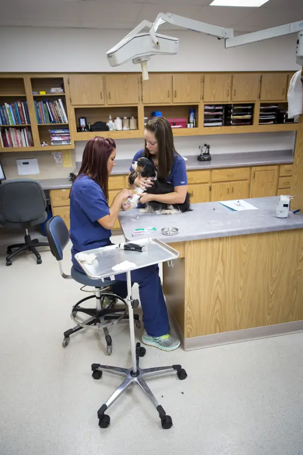 Two Countrycare technicians with a small dog in the treatment area