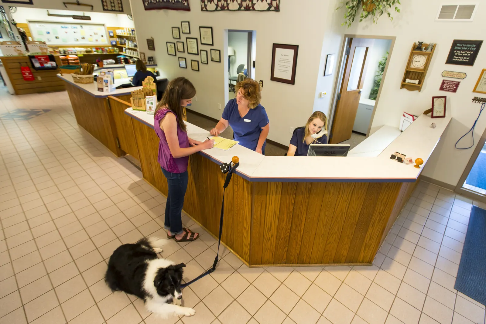 The Countrycare reception desk, a border collie waiting on the tile floor