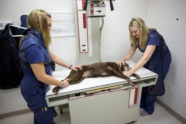 Two Countrycare technicians in lead aprons position a dog on the x-ray table