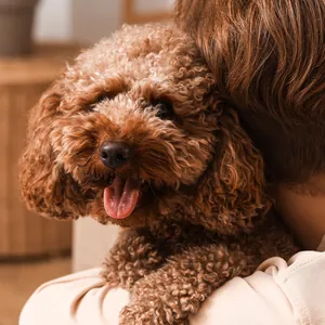 A happy red poodle hugged over its owner’s shoulder.
