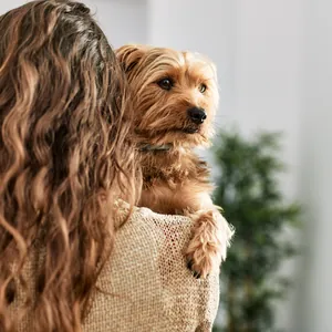 A Yorkshire terrier looks out over a woman’s shoulder as she holds him.
