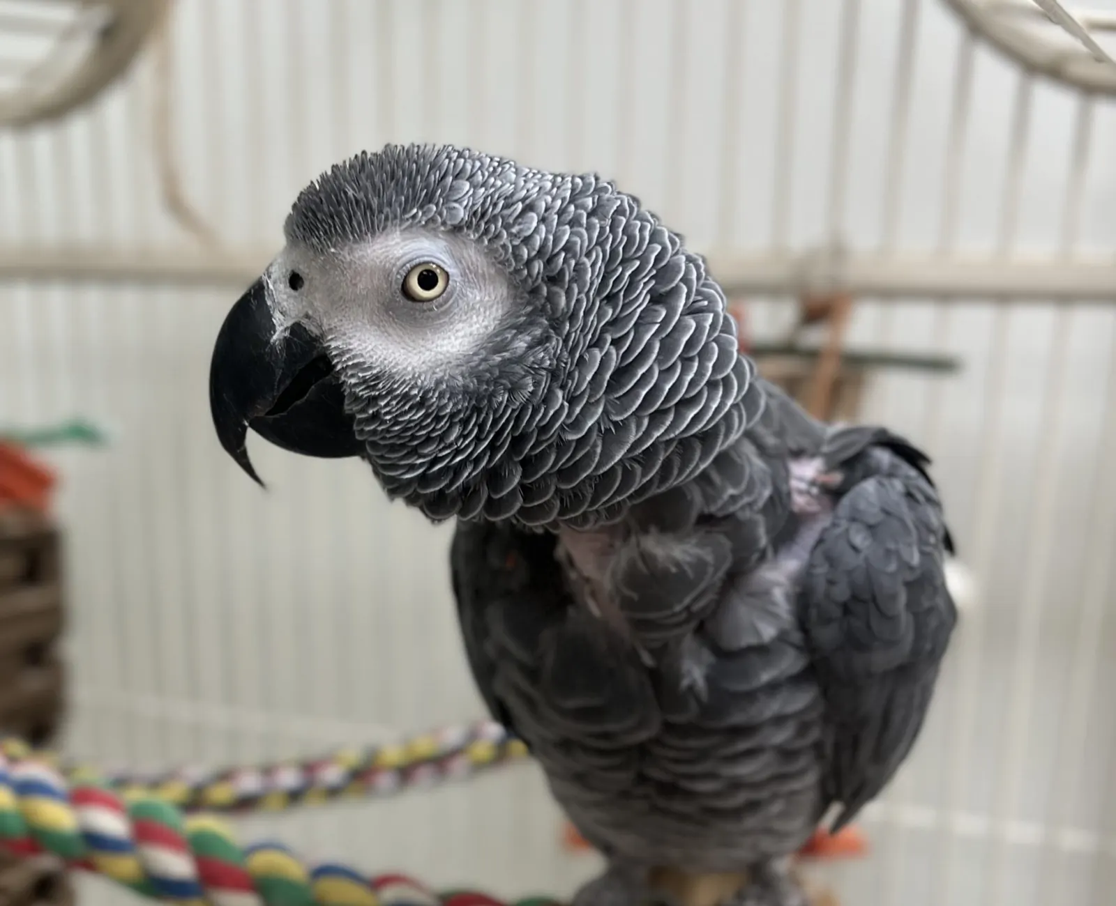 Oli, an African grey parrot, on a rope perch in a cage