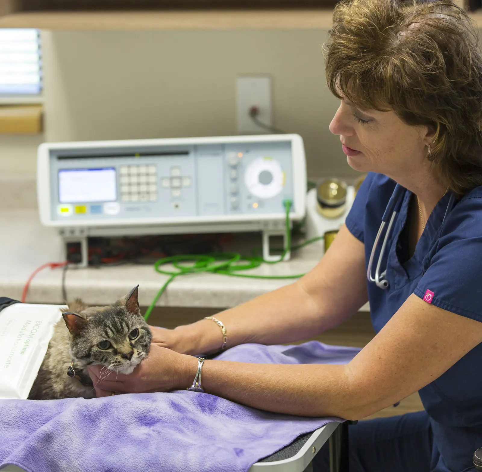 A cat rests on a padded mat while a Countrycare veterinarian runs a BICOM session