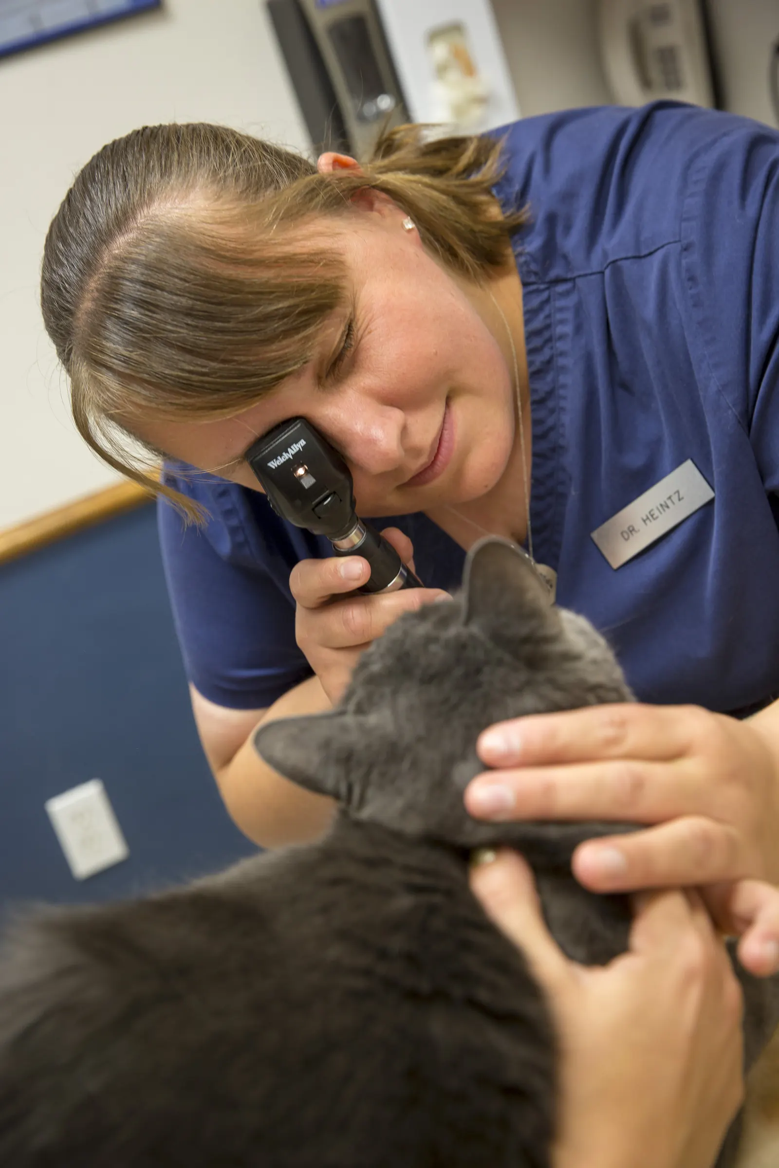 A Countrycare veterinarian looks into a gray cat’s ear with an otoscope