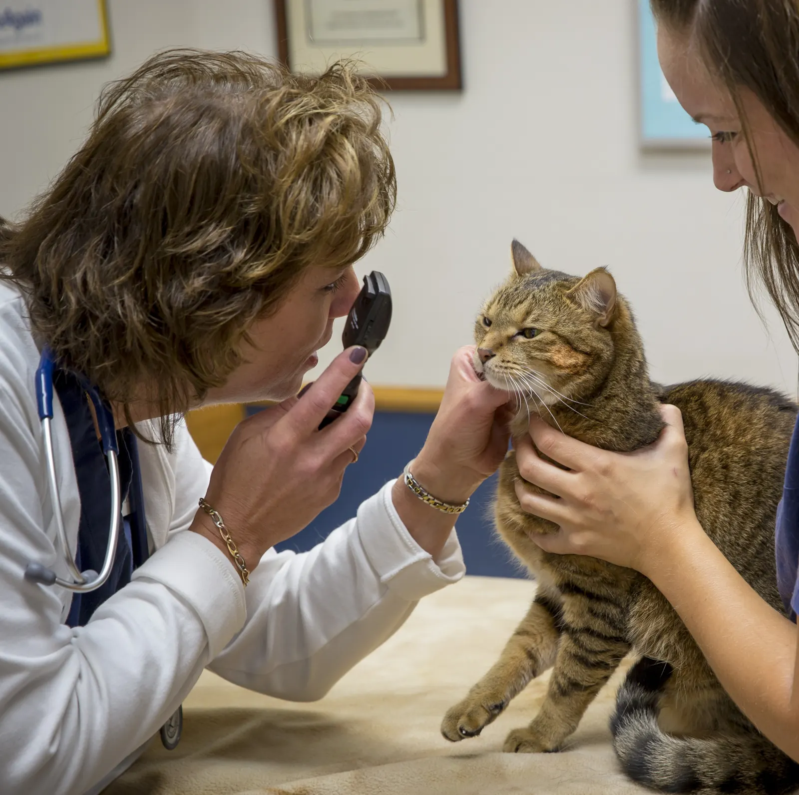 A Countrycare veterinarian checks a tabby cat’s eye while a technician steadies her