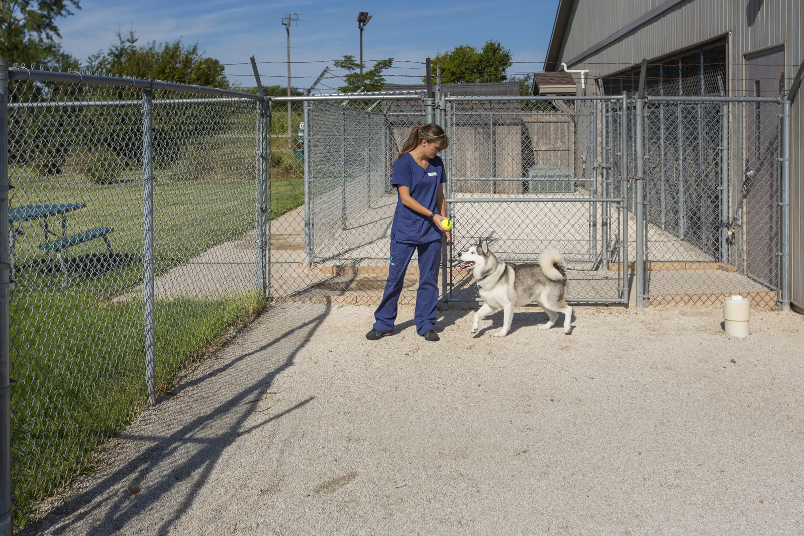 A Countrycare team member and a husky in the outdoor dog run