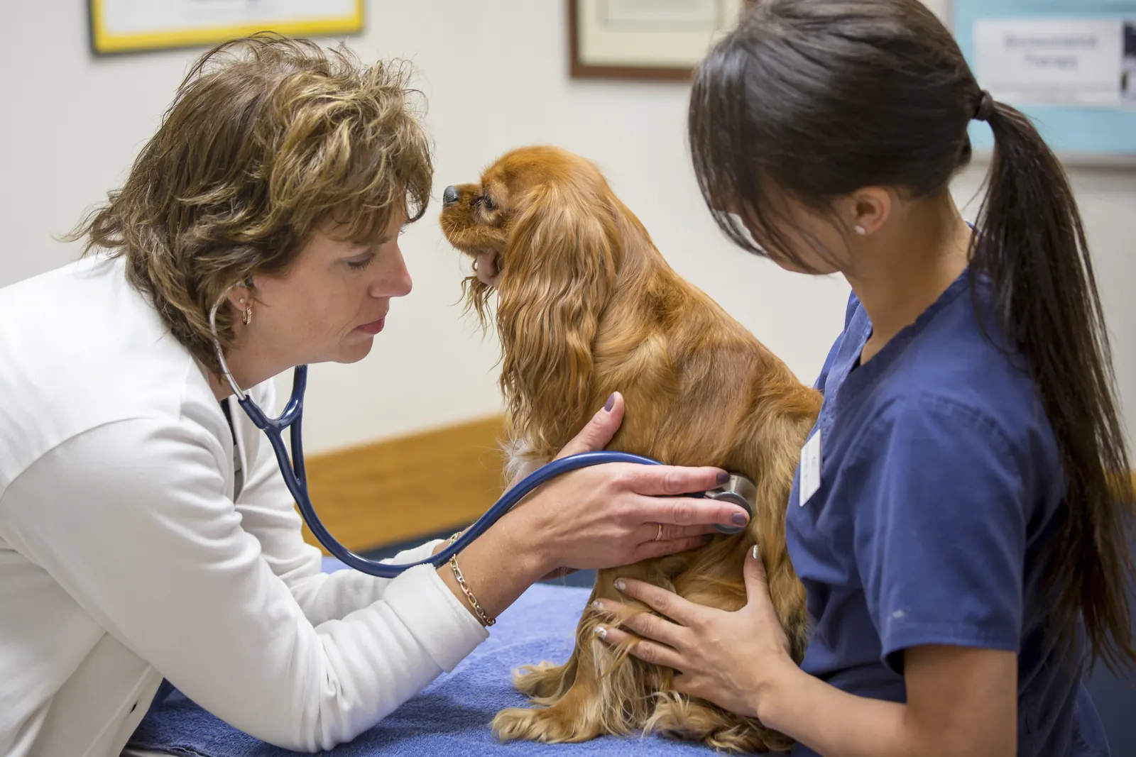 A Countrycare veterinarian listens to a spaniel’s heart