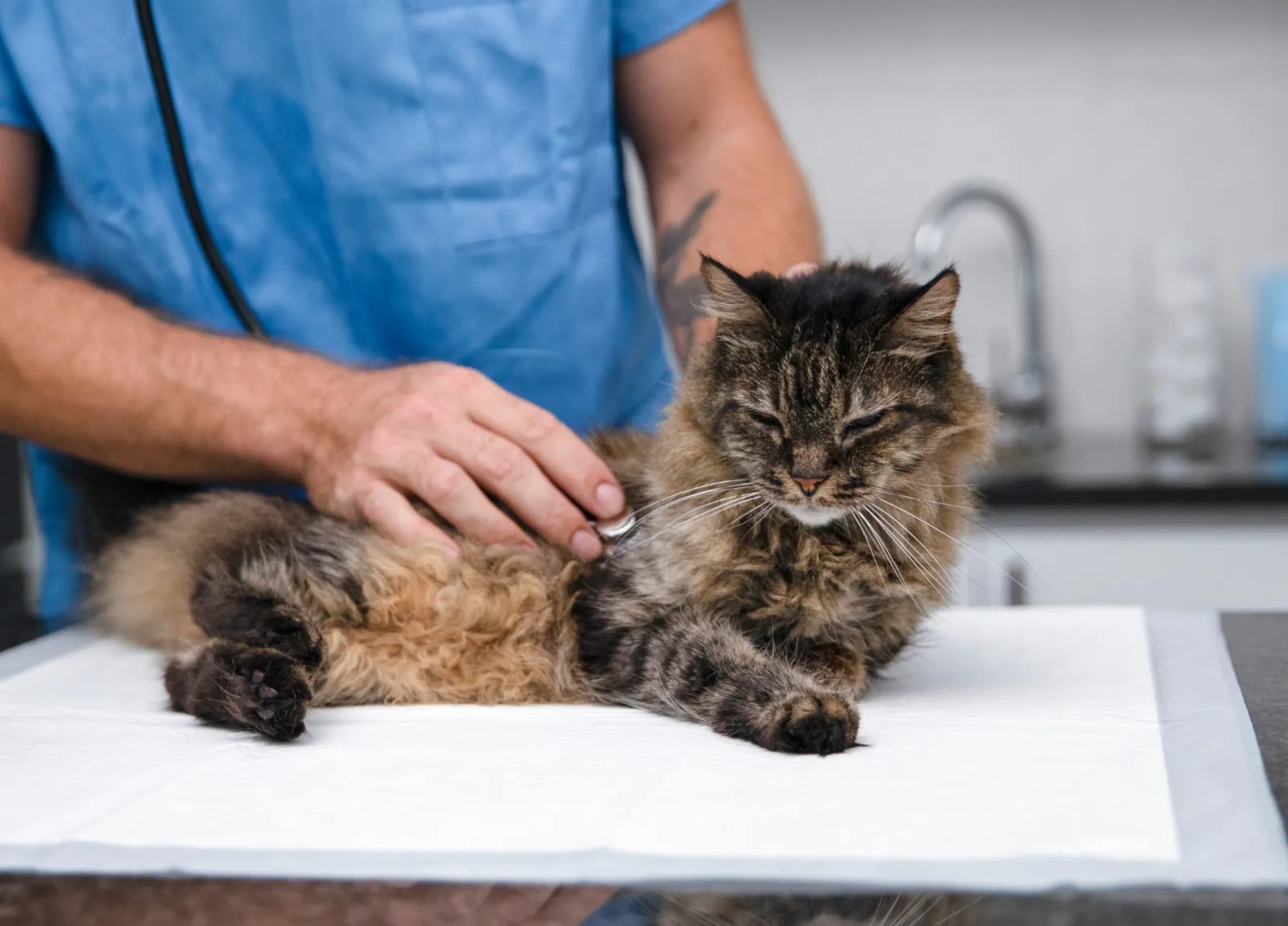 A veterinarian listens to a relaxed longhaired tabby’s heart