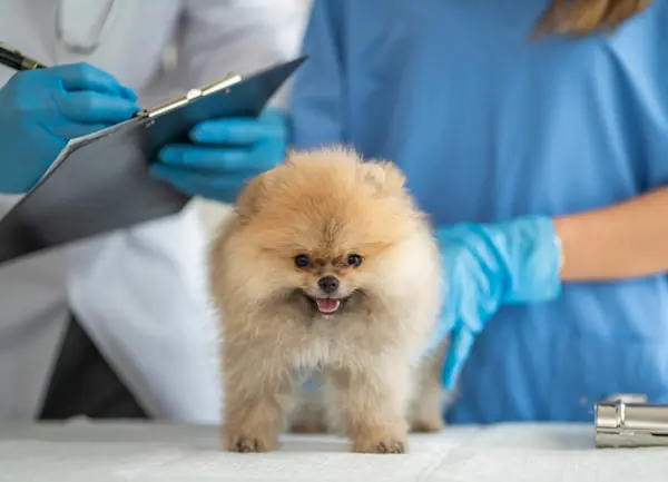 A smiling Pomeranian puppy stands on the exam table during a wellness visit