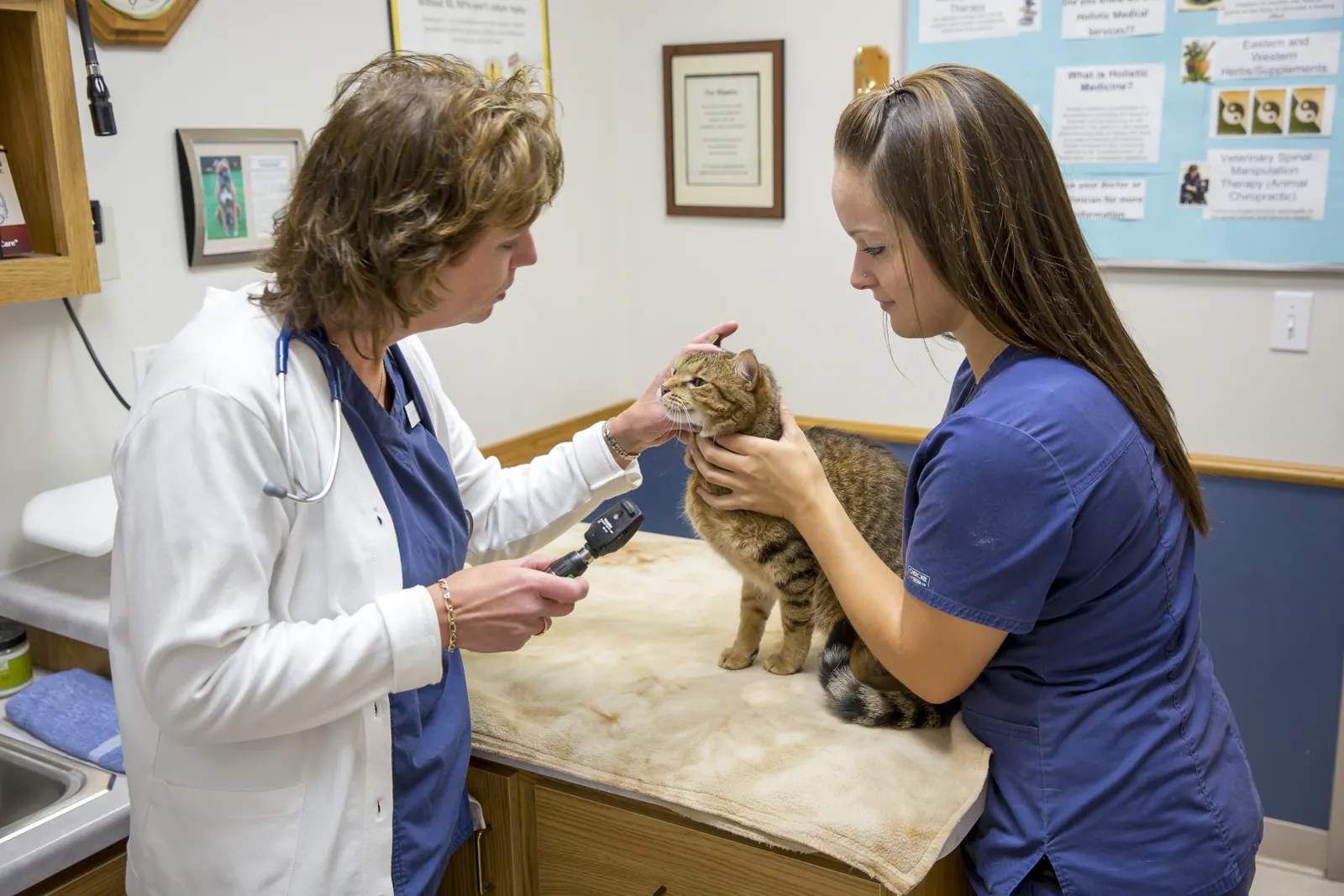 A Countrycare veterinarian checks a tabby cat’s ears while a technician holds her