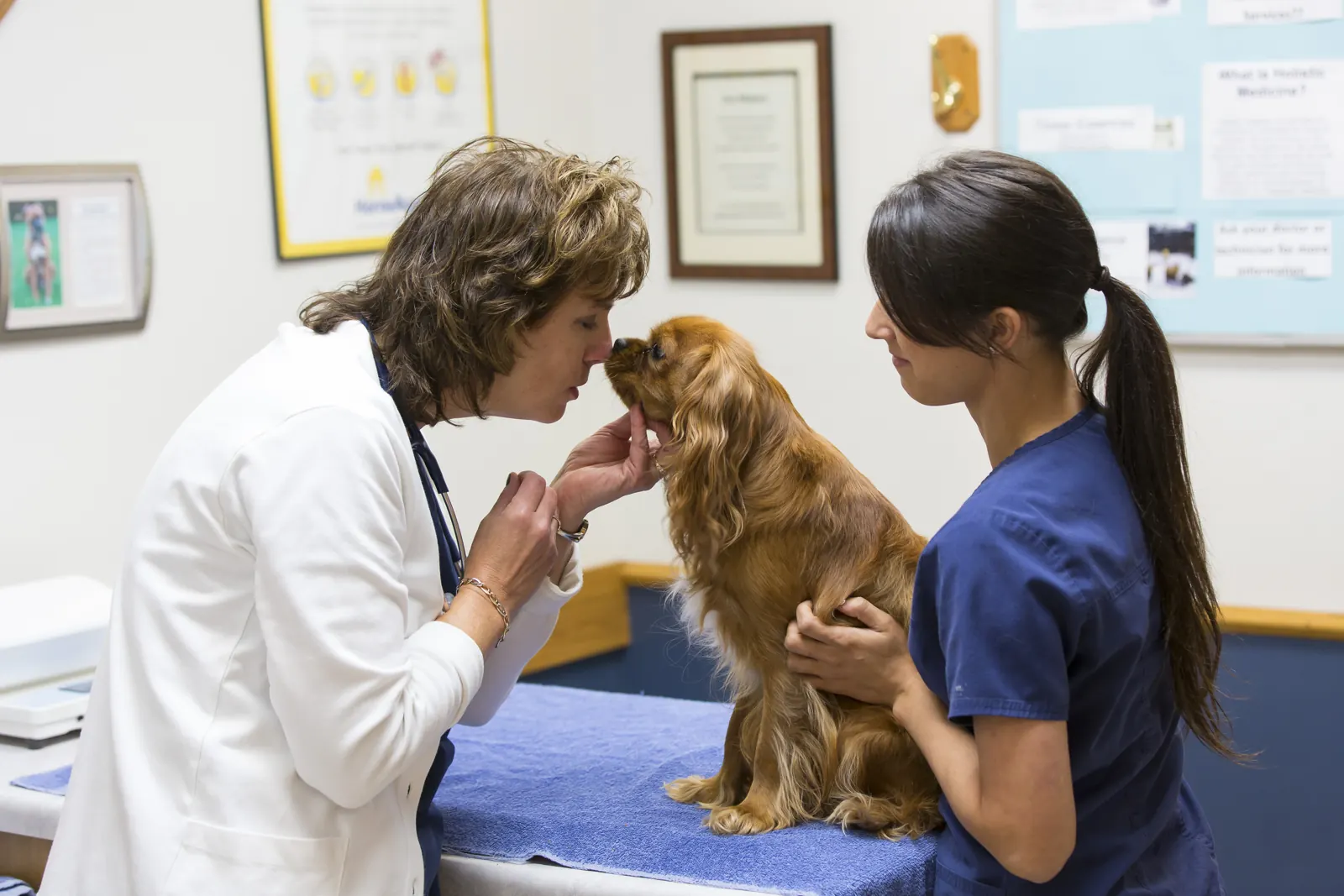 A Countrycare veterinarian listens to a spaniel’s heart while a technician holds him